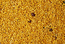 Bhadang Bhel 200 gms